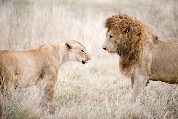Lion And A Lioness Standing Face To Face In A Forest, Ngorongoro Crater, Ngorongoro, Tanzania