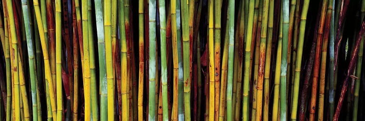 Close-Up Of Bamboos, Kanapaha Botanical Gardens, Gainesville, FL, USA