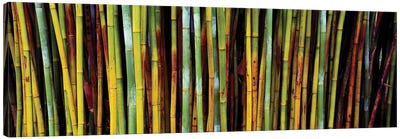 Close-Up Of Bamboos, Kanapaha Botanical Gardens, Gainesville, FL, USA Canvas Art Print - Bamboo Art