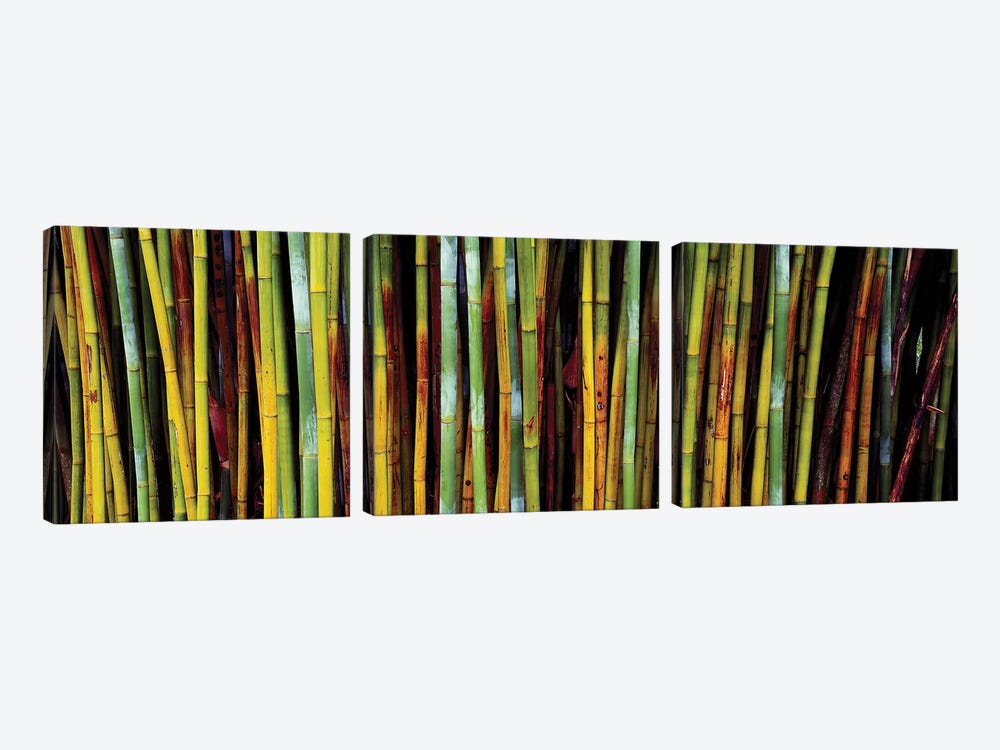 Close-Up Of Bamboos, Kanapaha Botanical Gardens, Gainesville, FL, USA by Panoramic Images 3-piece Canvas Artwork