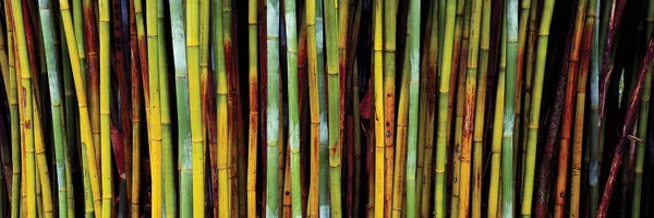 Close-Up Of Bamboos, Kanapaha Botanical Gardens, Gainesville, FL, USA