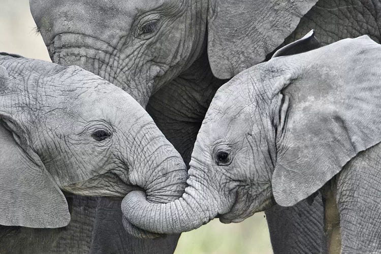 African Elephant Calves Holding Trunks, Tanzania