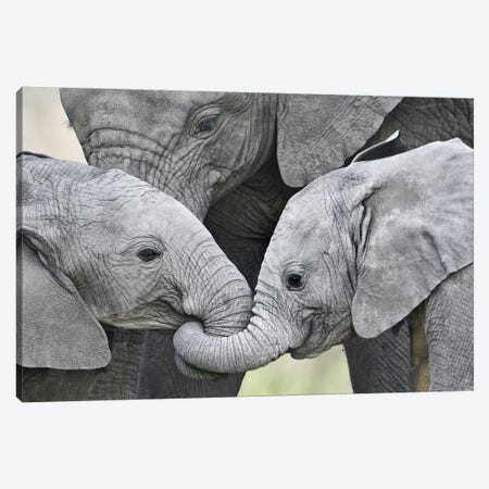 African Elephant Calves Holding Trunks, Tanzania Canvas Print #PIM15306} by Panoramic Images Canvas Art