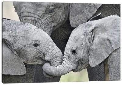African Elephant Calves Holding Trunks, Tanzania Canvas Art Print - Africa Art