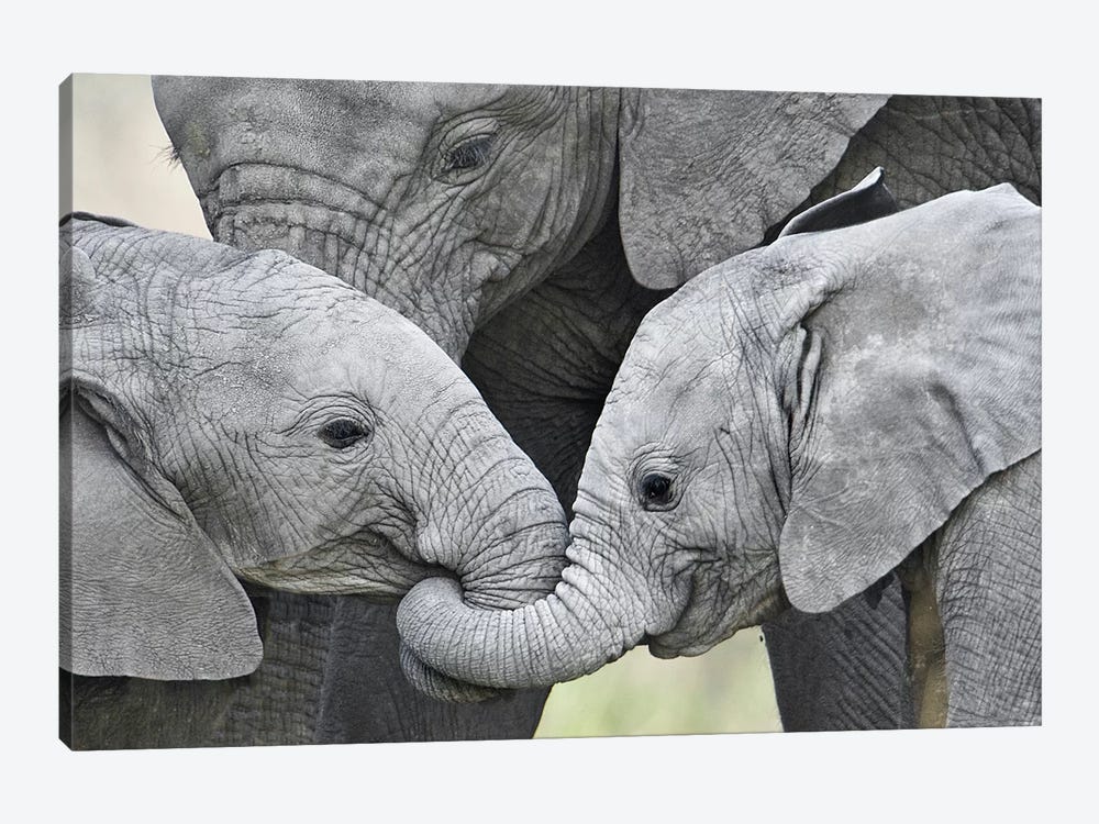 African Elephant Calves Holding Trunks, Tanzania by Panoramic Images 1-piece Canvas Art