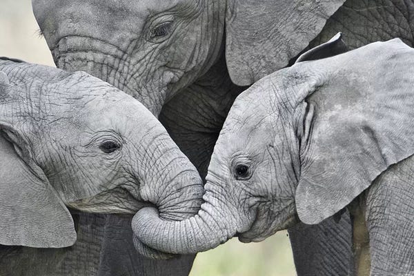 Elephants: African Elephant Calves Holding Trunks, Tanzania by Panoramic Images