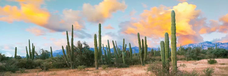 Cardon Cactus Plants In A Forest, Loreto, Baja California Sur, Mexico