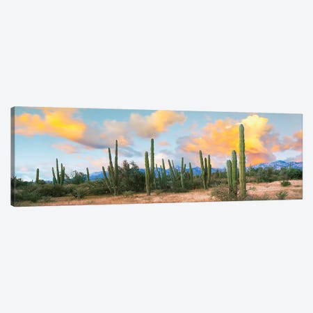 Cardon Cactus Plants In A Forest, Loreto, Baja California Sur, Mexico Canvas Print #PIM15307} by Panoramic Images Canvas Wall Art