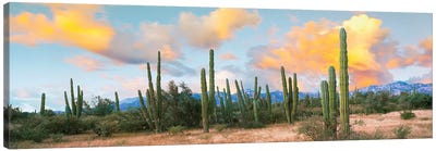 Cardon Cactus Plants In A Forest, Loreto, Baja California Sur, Mexico Canvas Art Print - Desert Landscape Photography