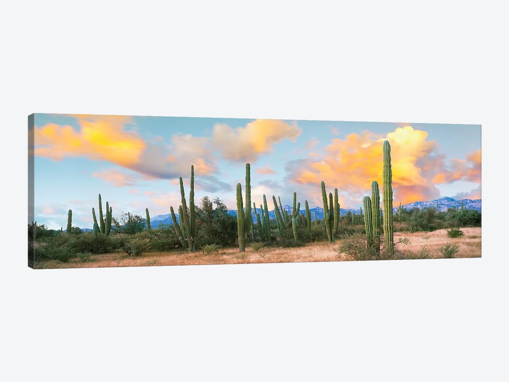Cardon Cactus Plants In A Forest, Loreto, Baja Calif - Canvas Wall Art