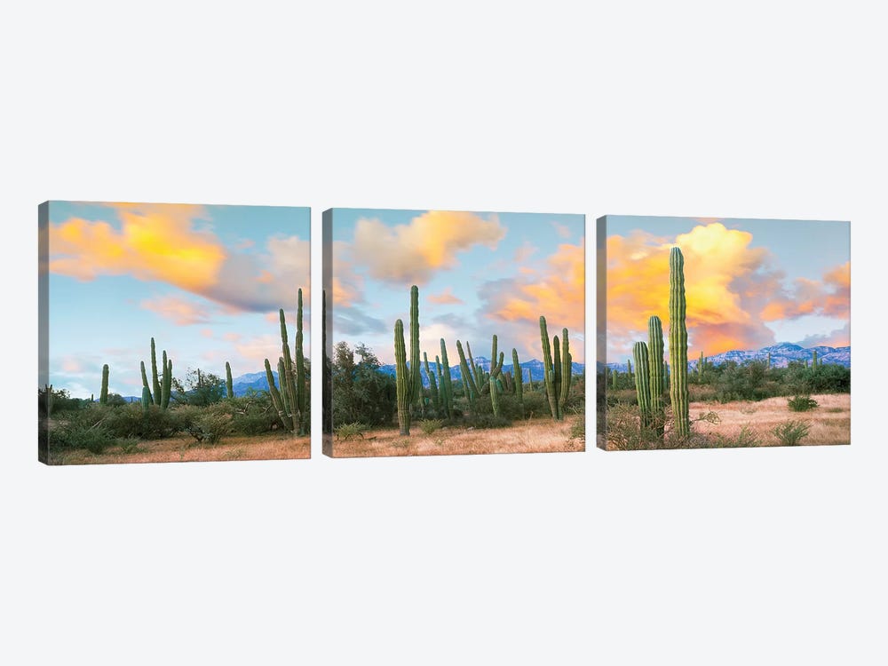 Cardon Cactus Plants In A Forest, Loreto, Baja California Sur, Mexico by Panoramic Images 3-piece Canvas Print