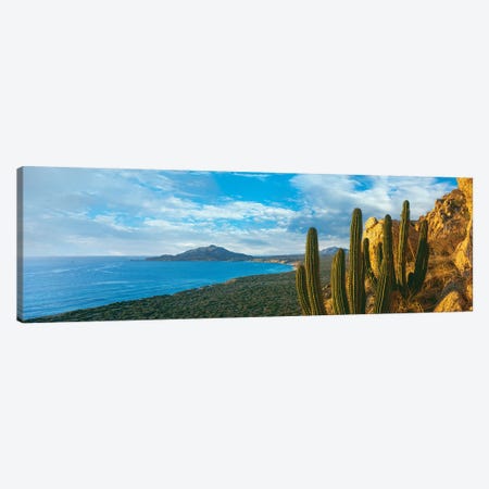Pitaya Cactus Plants On Coast, Cabo Pulmo National Marine Park, Baja California Sur, Mexico Canvas Print #PIM15308} by Panoramic Images Canvas Art Print