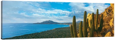 Pitaya Cactus Plants On Coast, Cabo Pulmo National Marine Park, Baja California Sur, Mexico Canvas Art Print - Mexico Art