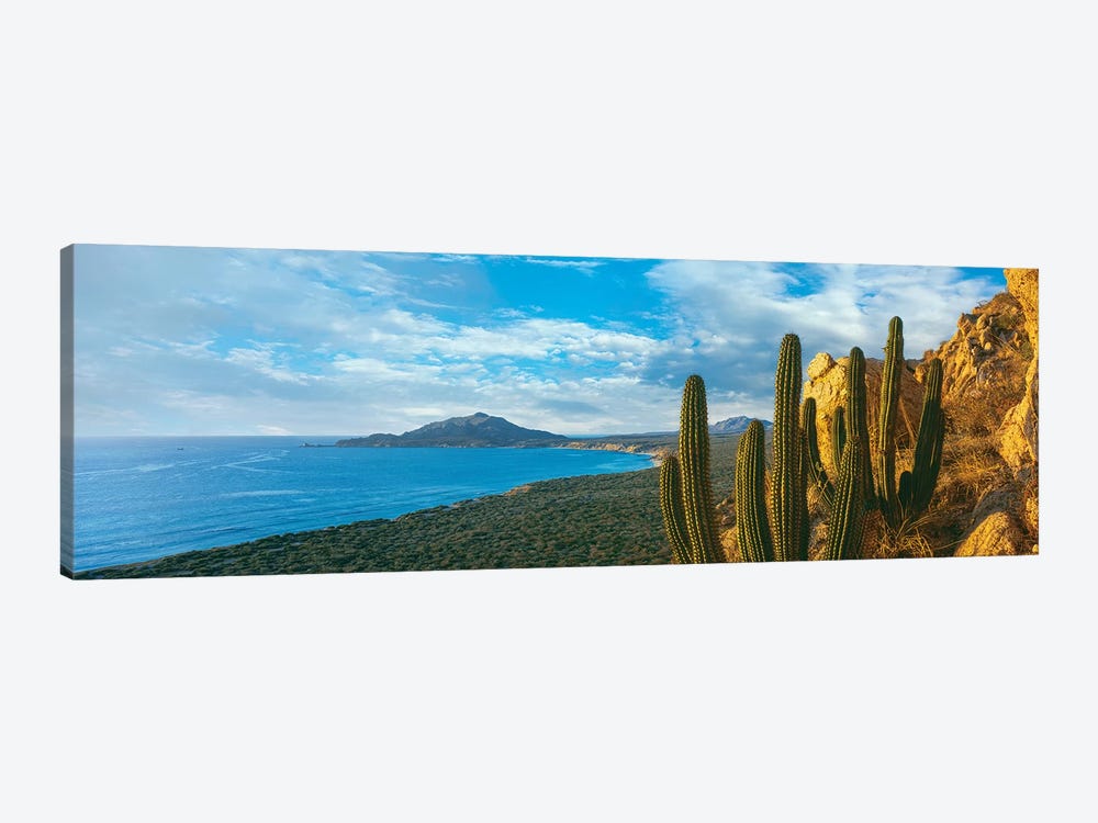 Pitaya Cactus Plants On Coast, Cabo Pulmo National Marine Park, Baja California Sur, Mexico by Panoramic Images 1-piece Canvas Artwork