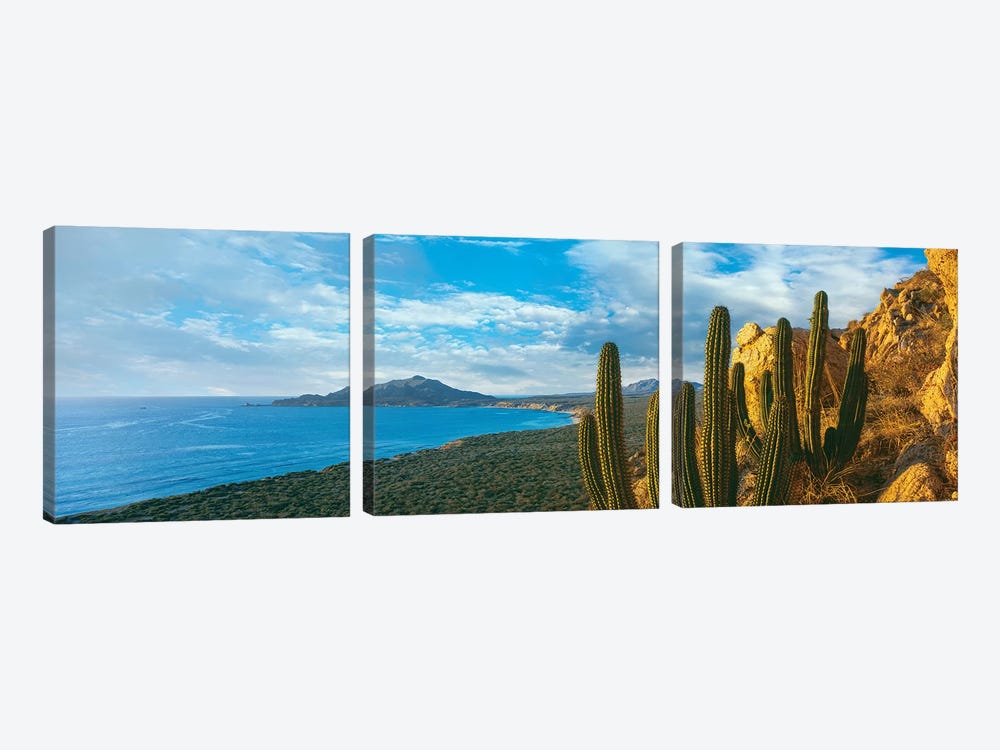 Pitaya Cactus Plants On Coast, Cabo Pulmo National Marine Park, Baja California Sur, Mexico by Panoramic Images 3-piece Canvas Artwork