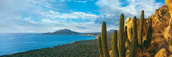 Cacti: Pitaya Cactus Plants On Coast, Cabo Pulmo National Marine Park, Baja California Sur, Mexico by Panoramic Images
