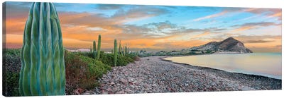 Cardon Cacti Line Along The Coast, Bay Of Concepcion, Mulege, Baja California Sur, Mexico Canvas Art Print - Rocky Beach Art