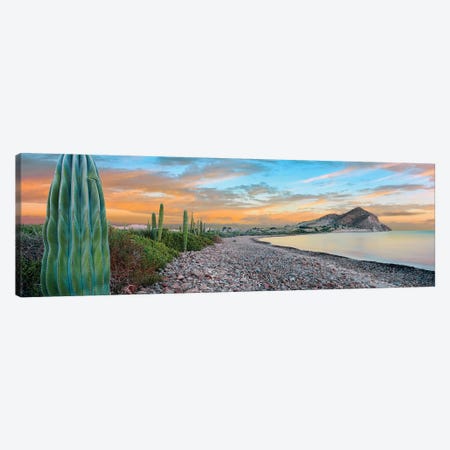 Cardon Cacti Line Along The Coast, Bay Of Concepcion, Mulege, Baja California Sur, Mexico Canvas Print #PIM15309} by Panoramic Images Canvas Art Print