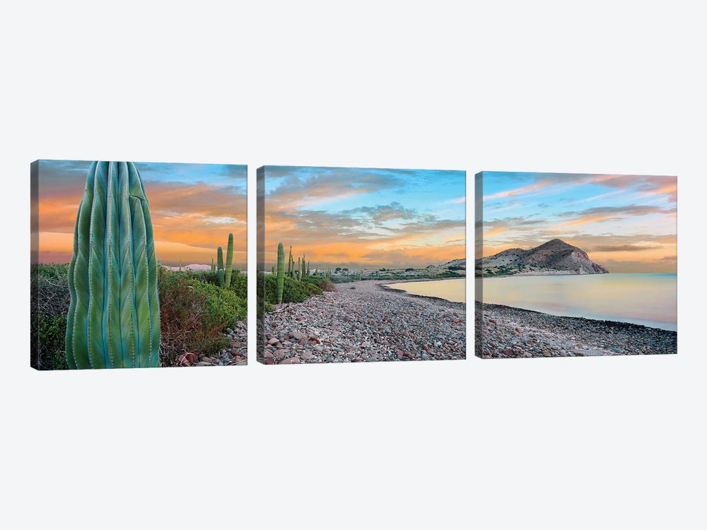 Cardon Cacti Line Along The Coast, Bay Of Concepcion, Mulege, Baja California Sur, Mexico by Panoramic Images 3-piece Art Print