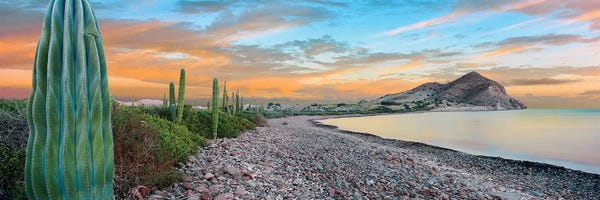 Rocky Beaches: Cardon Cacti Line Along The Coast, Bay Of Concepcion, Mulege, Baja California Sur, Mexico by Panoramic Images