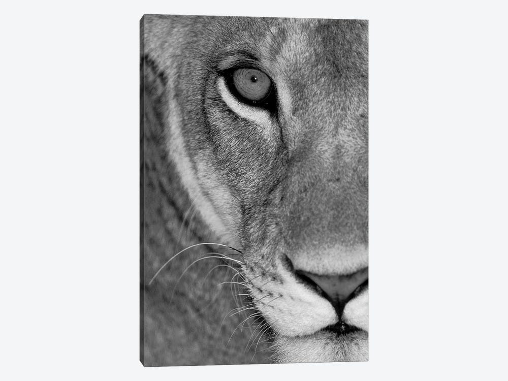 Lioness Close-Up Tanzania Africa by Panoramic Images 1-piece Canvas Print