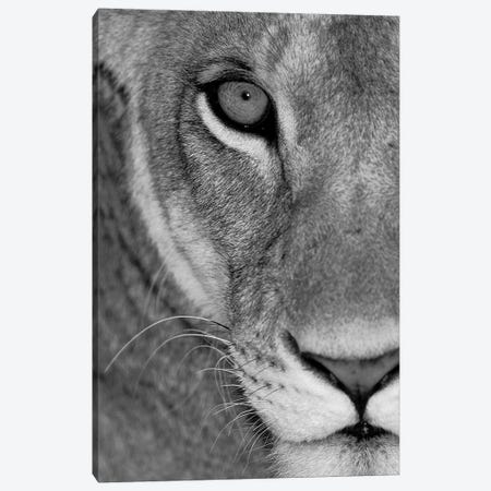 Lioness Close-Up Tanzania Africa Canvas Print #PIM15310} by Panoramic Images Canvas Wall Art