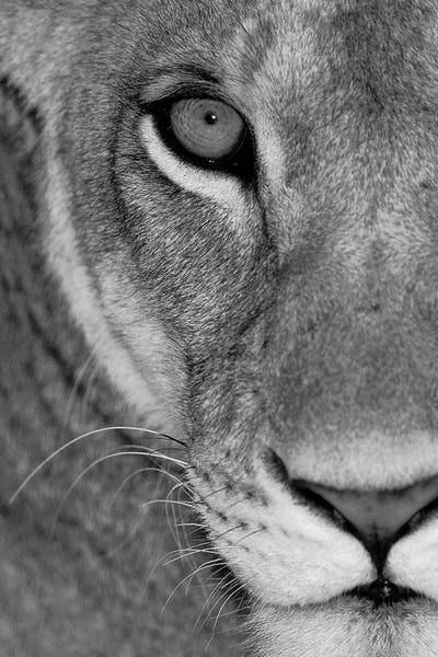 Lions: Lioness Close-Up Tanzania Africa by Panoramic Images