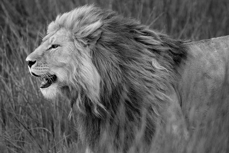 Side Profile Of A Lion In A Forest, Ngorongoro Conservation Area, Tanzania