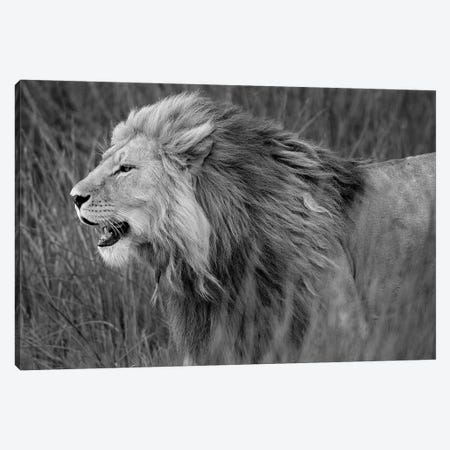 Side Profile Of A Lion In A Forest, Ngorongoro Conservation Area, Tanzania Canvas Print #PIM15311} by Panoramic Images Canvas Wall Art