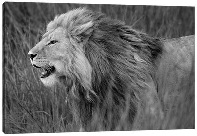 Side Profile Of A Lion In A Forest, Ngorongoro Conservation Area, Tanzania Canvas Art Print - Tanzania