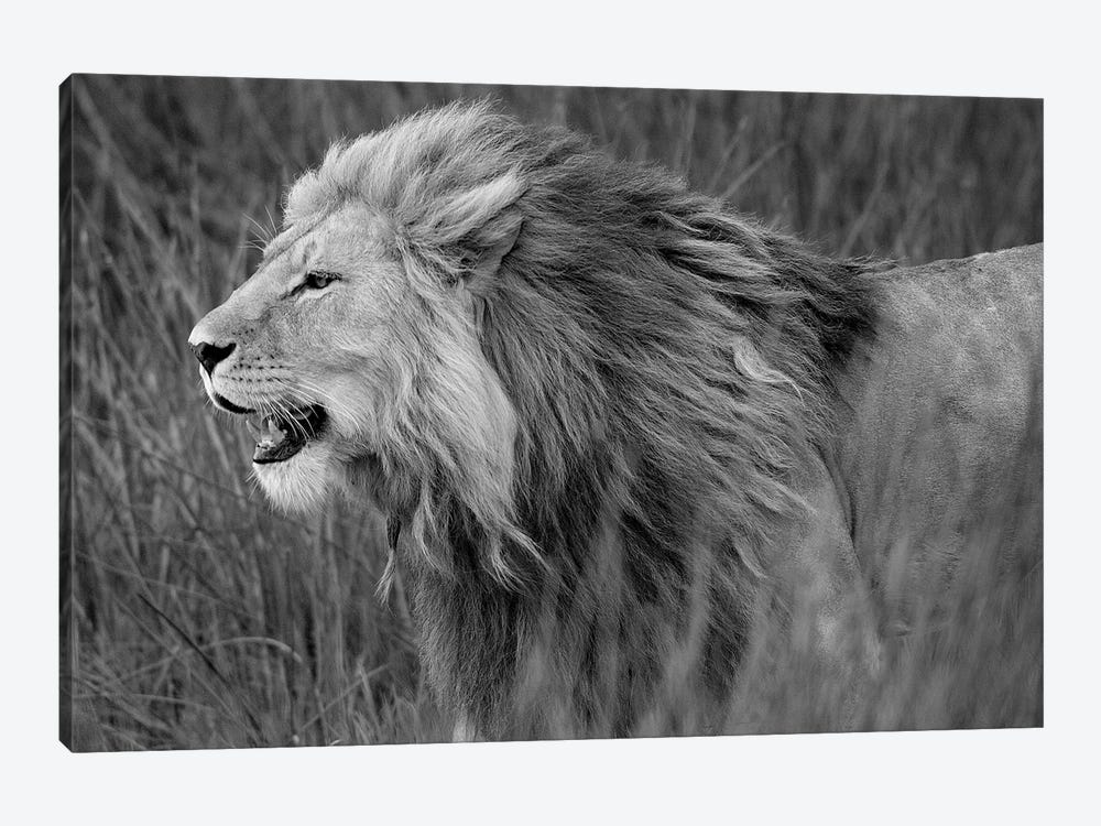 Side Profile Of A Lion In A Forest, Ngorongoro Conservation Area, Tanzania by Panoramic Images 1-piece Canvas Artwork