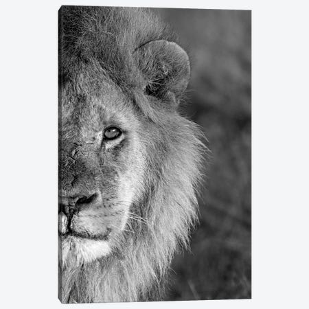 Close-Up Of A Lion, Ngorongoro Conservation Area, Arusha Region, Tanzania Canvas Print #PIM15312} by Panoramic Images Canvas Wall Art