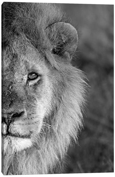 Close-Up Of A Lion, Ngorongoro Conservation Area, Arusha Region, Tanzania Canvas Art Print - Tanzania