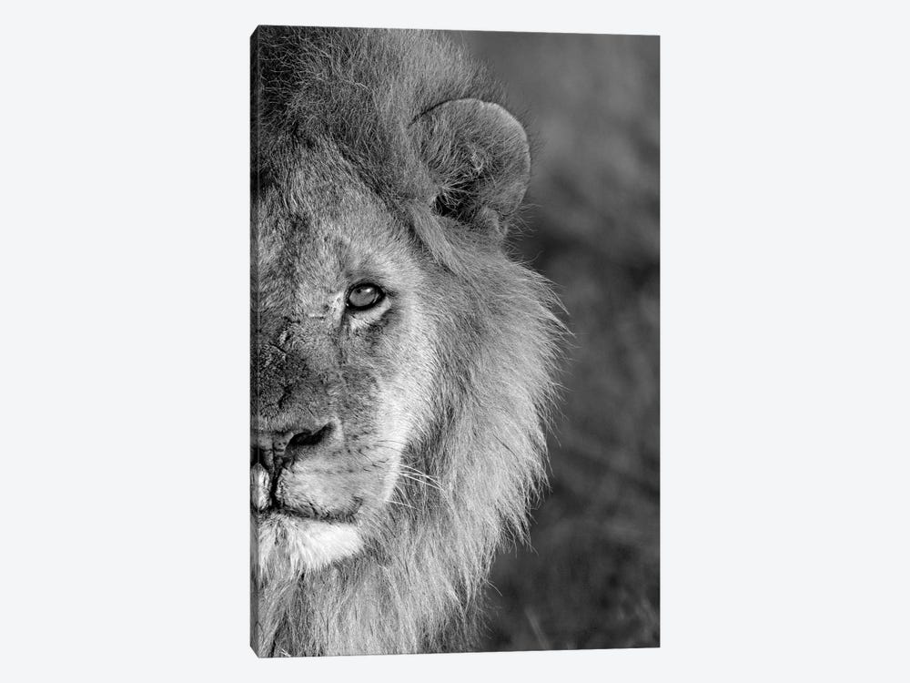 Close-Up Of A Lion, Ngorongoro Conservation Area, Arusha Region, Tanzania by Panoramic Images 1-piece Canvas Print