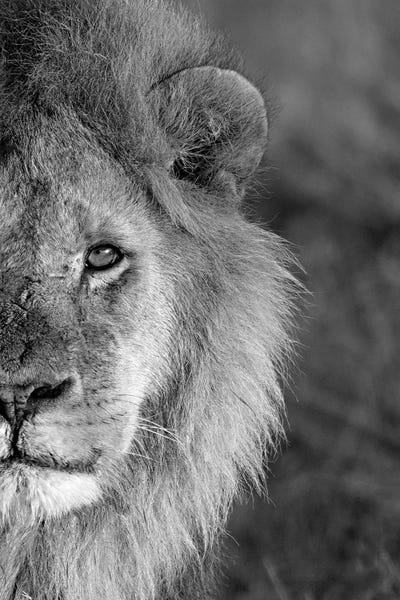 Wildlife Conservation: Close-Up Of A Lion, Ngorongoro Conservation Area, Arusha Region, Tanzania by Panoramic Images