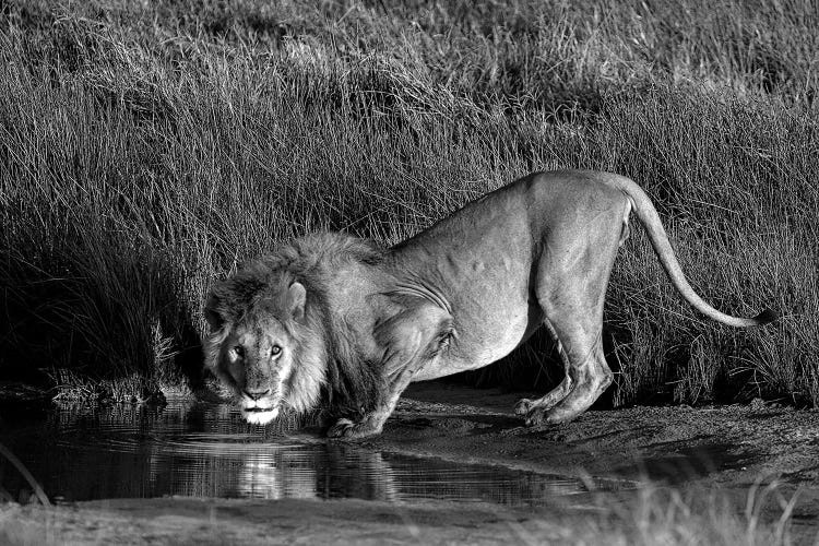 Side Profile Of A Lion Drinking Water, Ngorongoro Conservation Area, Arusha Region, Tanzania by Panoramic Images wall art