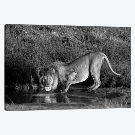 Side Profile Of A Lion Drinking Water, Ngorongoro Conservation Area, Arusha Region, Tanzania Canvas Print #PIM15313} by Panoramic Images Canvas Art
