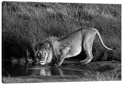 Side Profile Of A Lion Drinking Water, Ngorongoro Conservation Area, Arusha Region, Tanzania Canvas Art Print - Wildlife Conservation Art