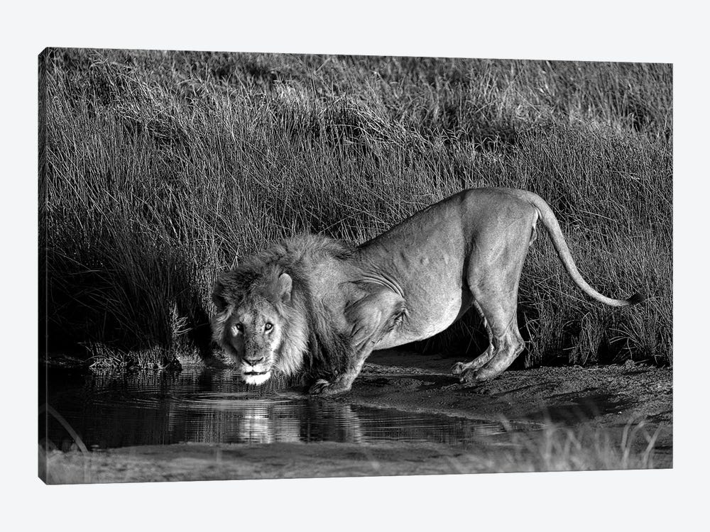 Side Profile Of A Lion Drinking Water, Ngorongoro Conservation Area, Arusha Region, Tanzania by Panoramic Images 1-piece Canvas Art