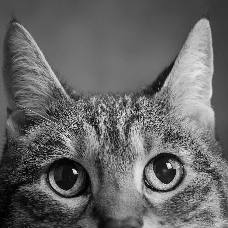 Portrait Of A Tabby Cat