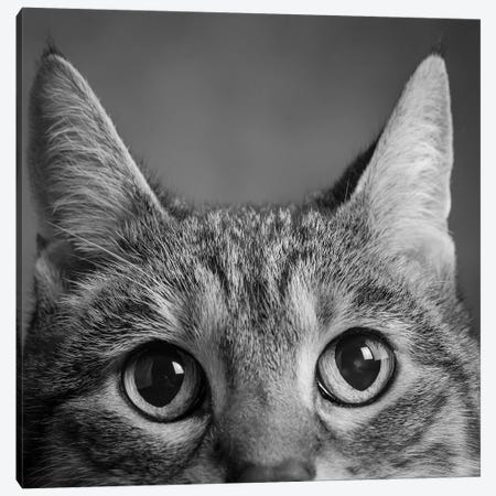 Portrait Of A Tabby Cat Canvas Print #PIM15321} by Panoramic Images Canvas Print