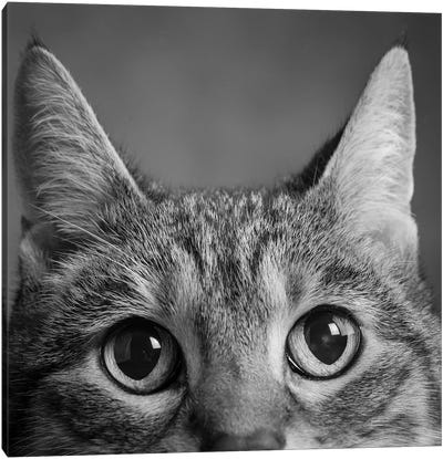 Portrait Of A Tabby Cat Canvas Art Print - Animal & Pet Photography