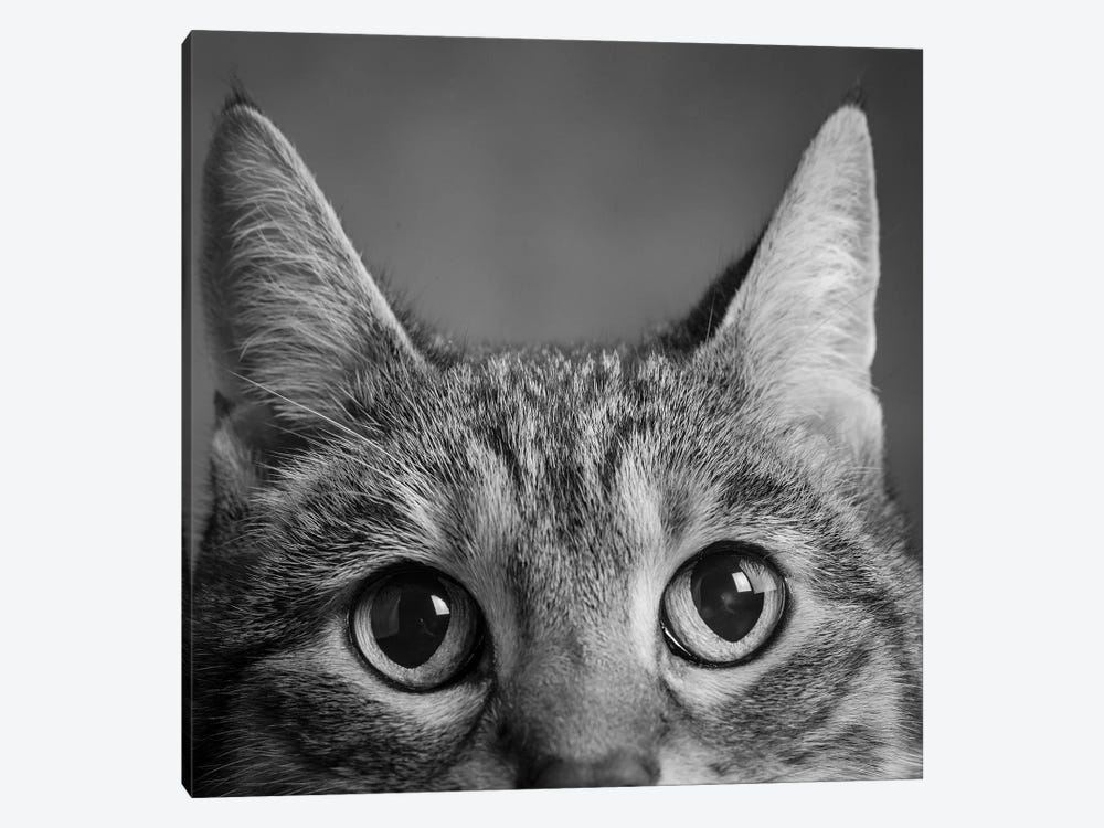 Portrait Of A Tabby Cat by Panoramic Images 1-piece Art Print