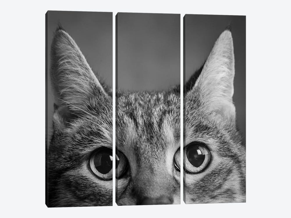 Portrait Of A Tabby Cat by Panoramic Images 3-piece Canvas Art Print