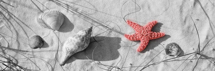 Color Pop, Close-Up Of A Starfish And Seashells On The Beach, Dauphin Island, AL, USA, Living Coral