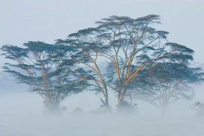 Acacia Trees covered by mist, Lake Nakuru, Kenya by Panoramic Images framed canvas print