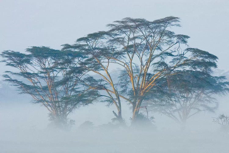 Acacia Trees covered by mist, Lake Nakuru, Kenya
