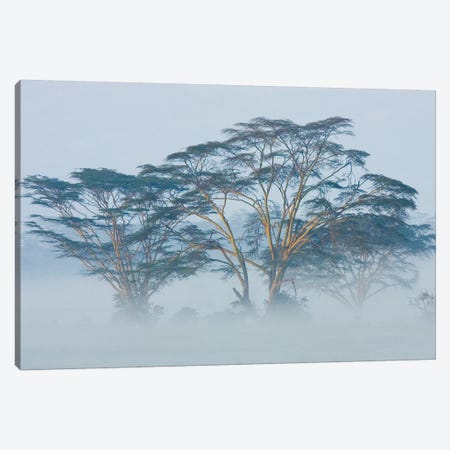Acacia Trees covered by mist, Lake Nakuru, Kenya Canvas Print #PIM15342} by Panoramic Images Art Print