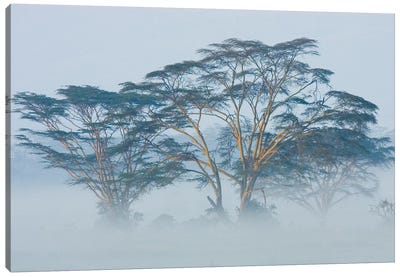 Acacia Trees covered by mist, Lake Nakuru, Kenya Canvas Art Print - Kenya