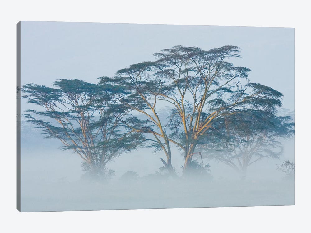 Acacia Trees covered by mist, Lake Nakuru, Kenya by Panoramic Images 1-piece Canvas Art